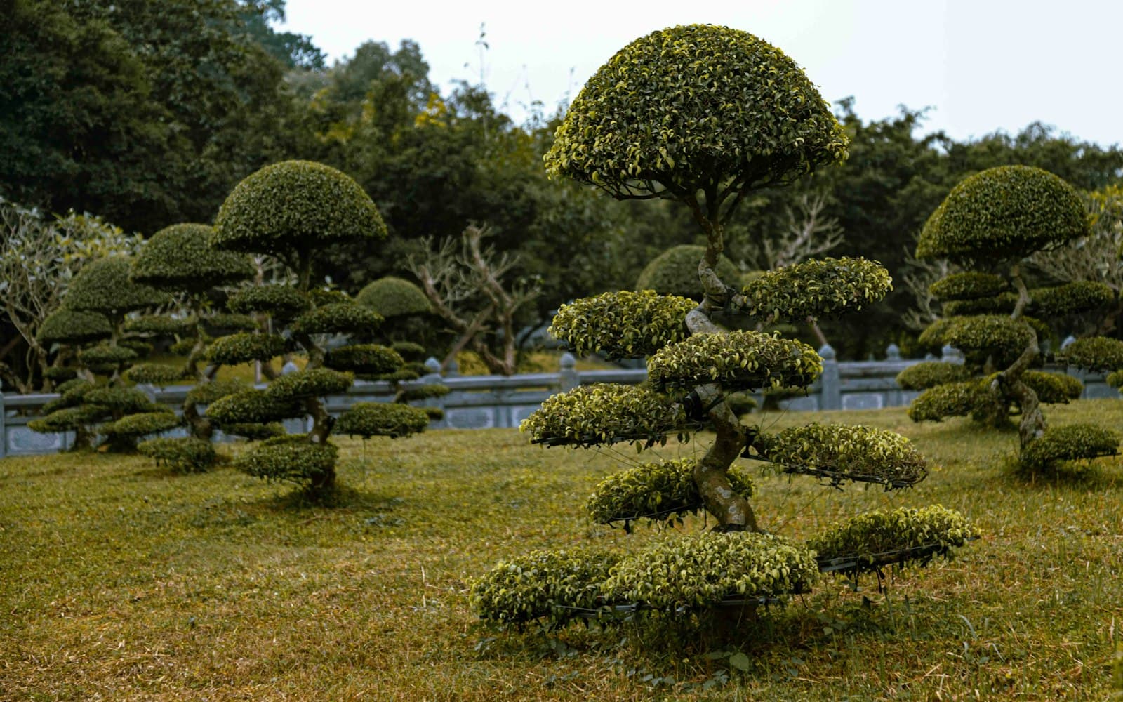 Välskött trädgård med klippta träd intill fastighet